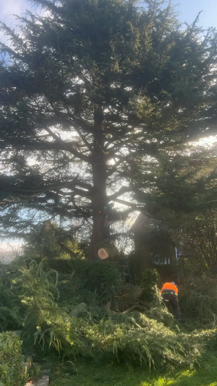 Réalisation de taille d’arbre dans un jardin du Pays de Bray